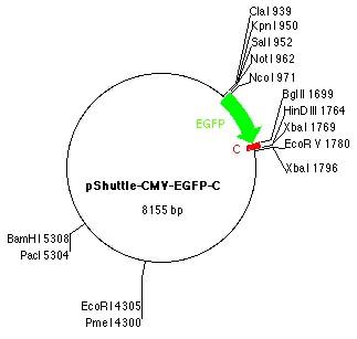 pShuttle-CMV-EGFP-C载体图谱2
