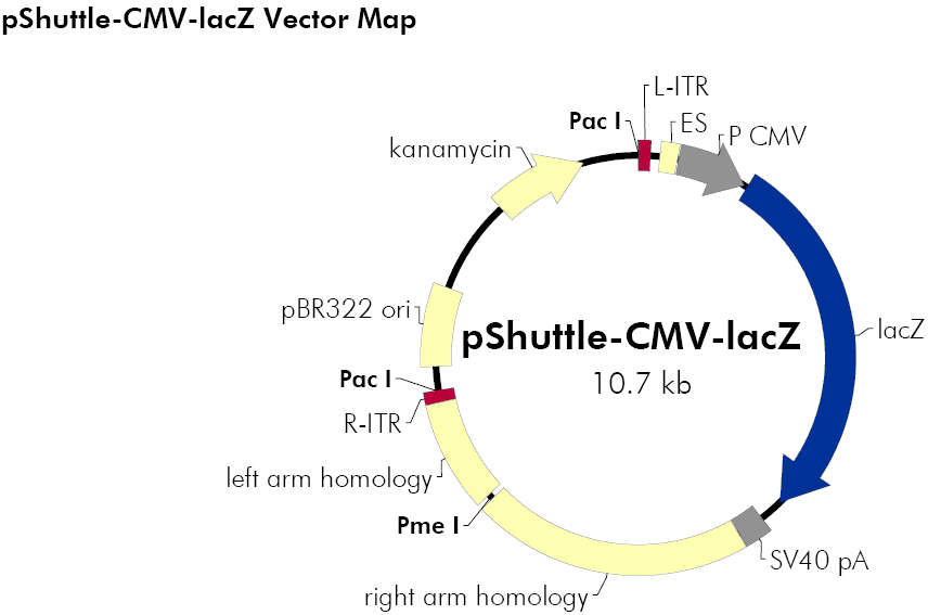 pShuttle-CMV-lacZ载体图谱
