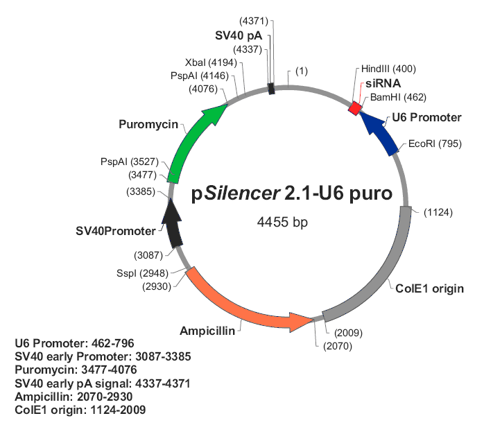 pSilencer 2.1-U6 Puro載體圖譜