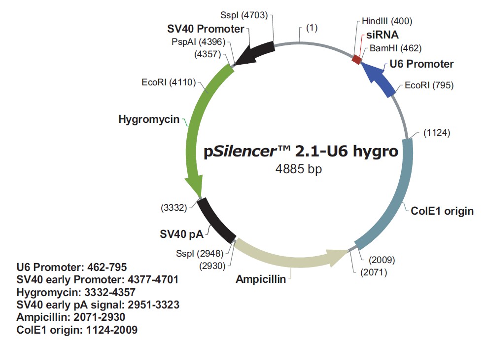 pSilencer 2.1-U6 hygro載體圖譜