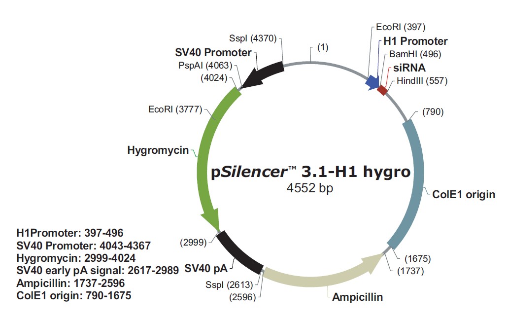 pSilencer 3.1-H1 hygro载体图谱