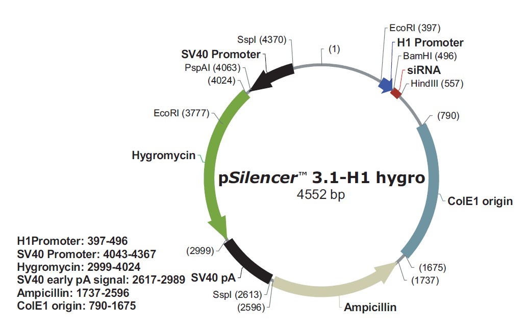 pSilencer 3.1-H1 hygro載體圖譜