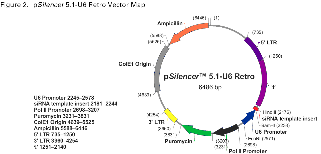 pSilencer5.1-U6 Retro载体图谱