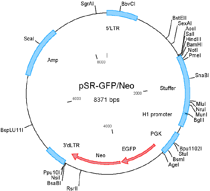 pSuper Retro Neo GFP载体图谱