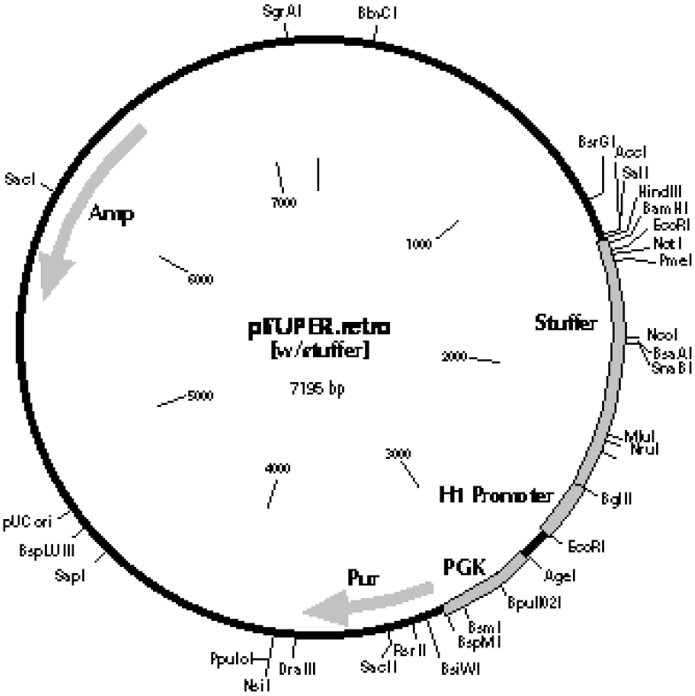 pSuper Retro Puro载体图谱