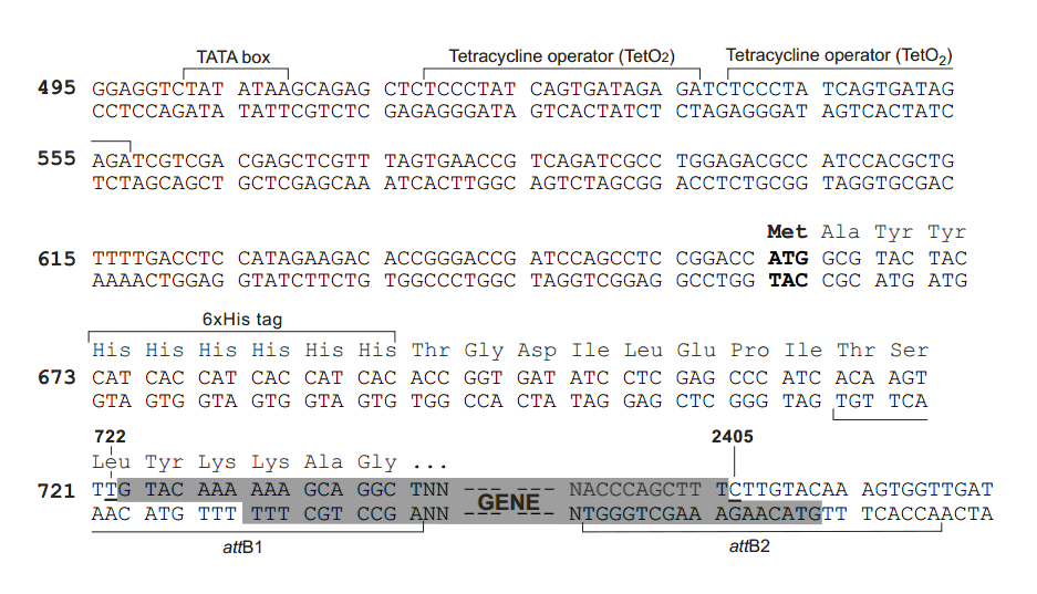 pT-Rex-DEST31多克隆位點(diǎn)