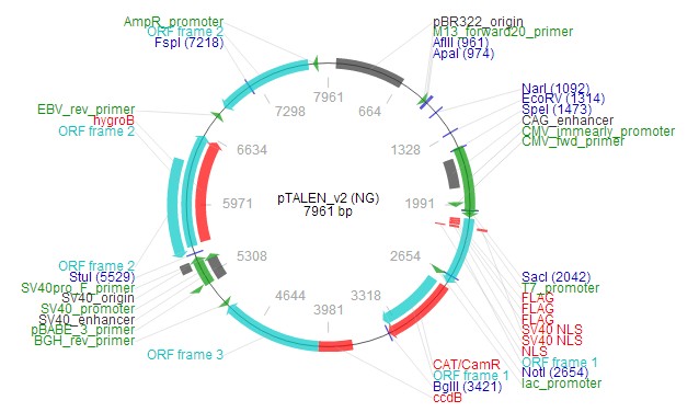 pTALEN v2 (NG)载体图谱