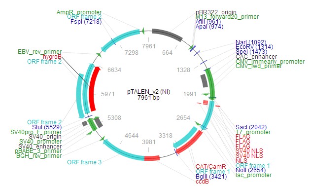 pTALEN v2 (NI)载体图谱