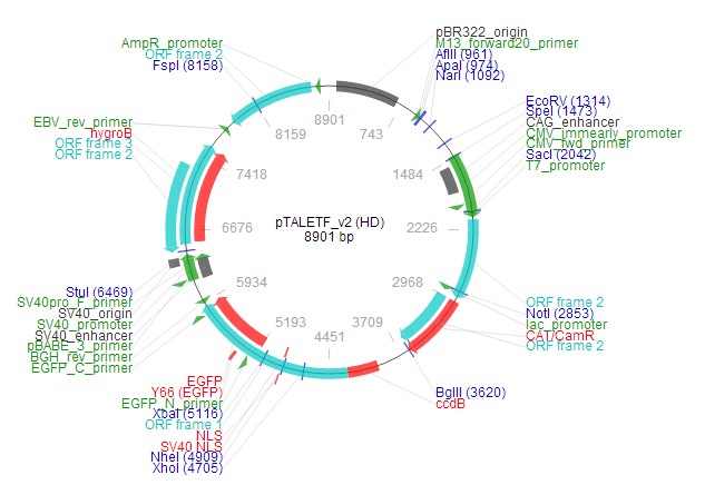 pTALETF v2 (HD)载体图谱