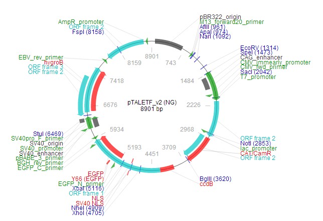 pTALETF v2 (NG)载体图谱