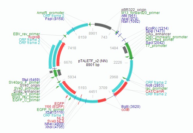 pTALETF v2 (NN)载体图谱