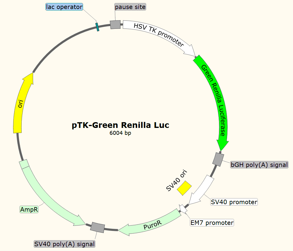 pTK-Green-Renilla-Luc载体图谱