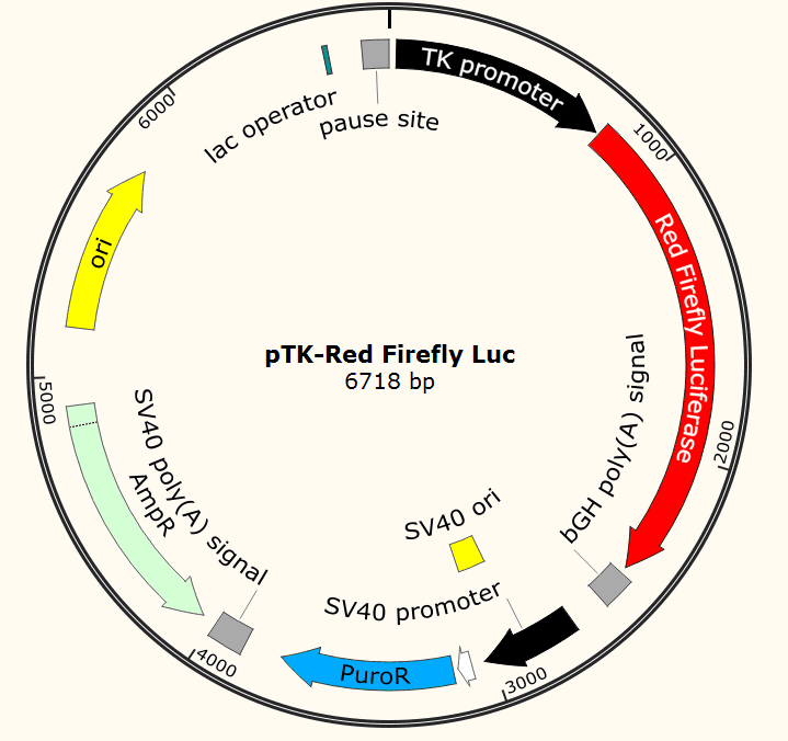 pTK-Red-Firefly-Luc载体图谱