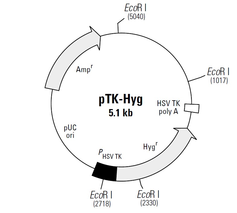 pTK-hyg载体图谱