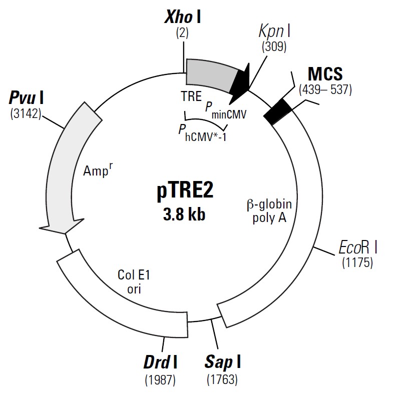 pTRE2载体图谱