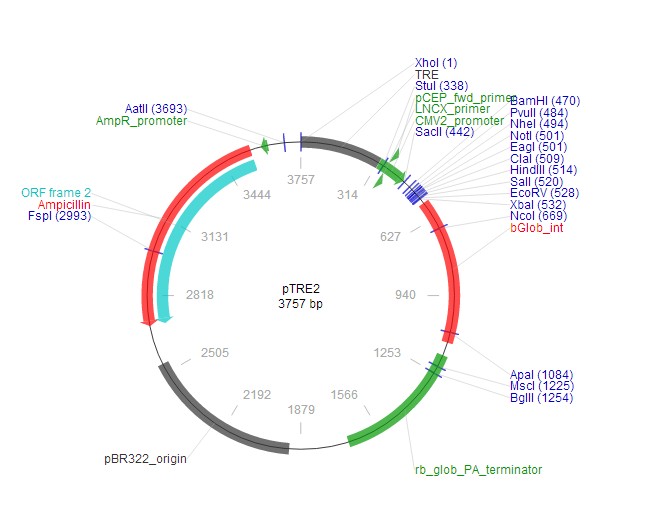pTRE2载体图谱2