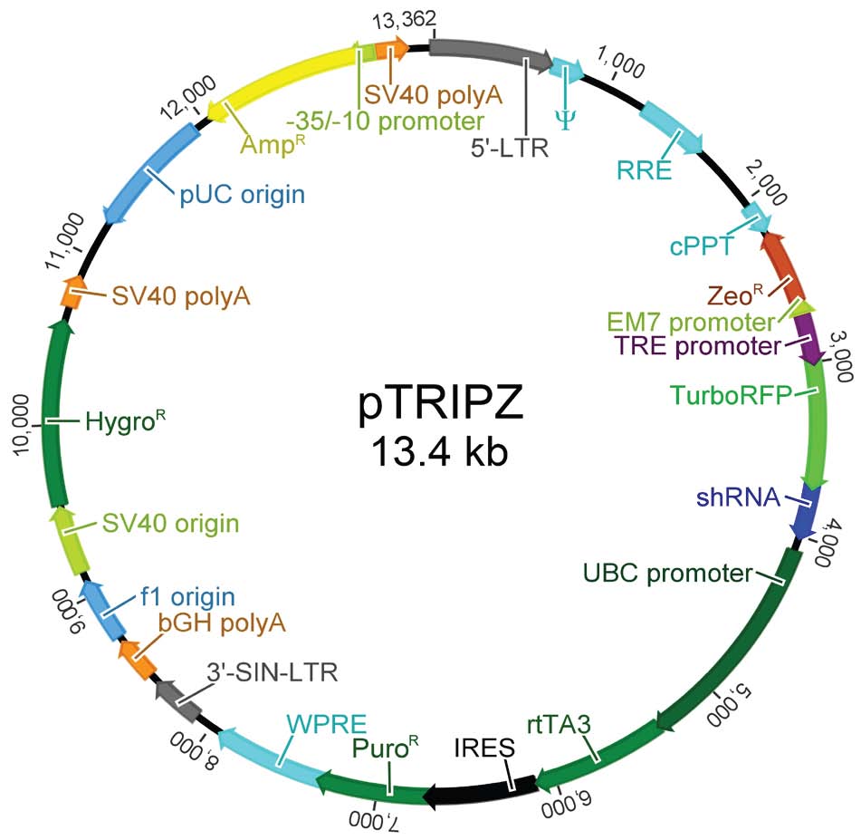 pTRIPZ載體圖譜