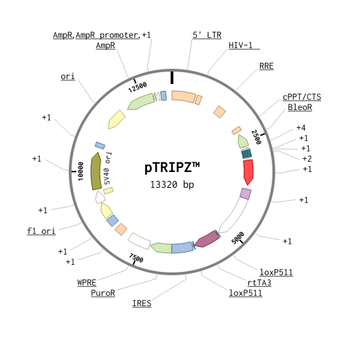 pTRIPZ载体图谱