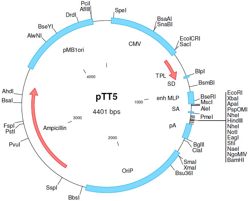 pTT5载体图谱1