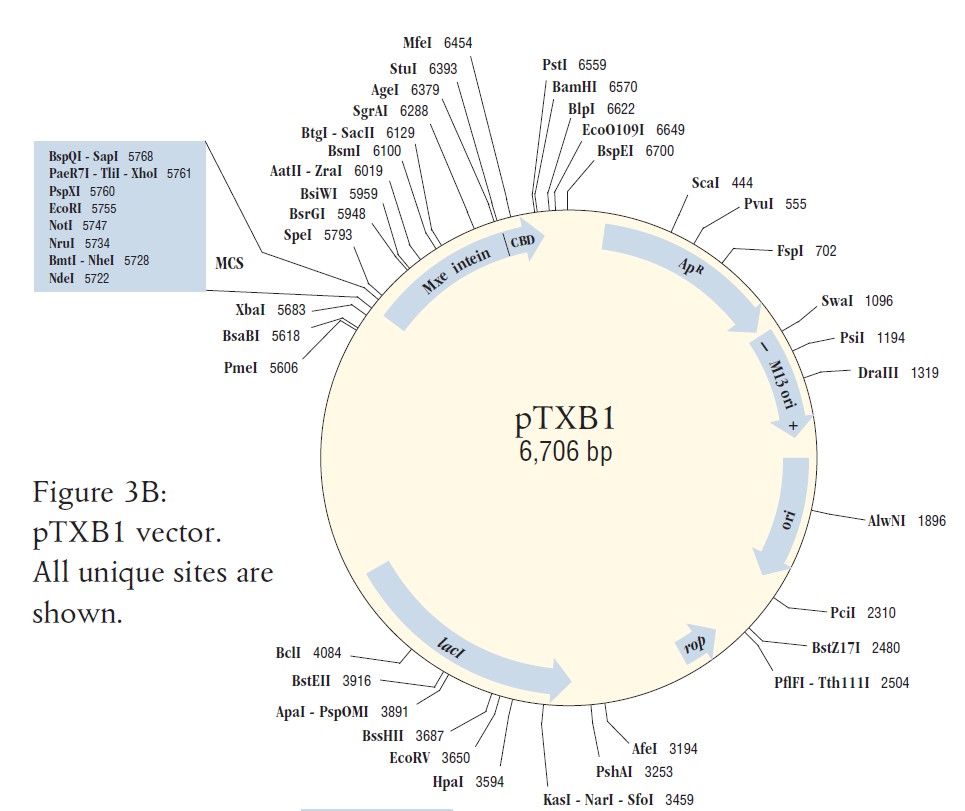 pTXB1载体图谱