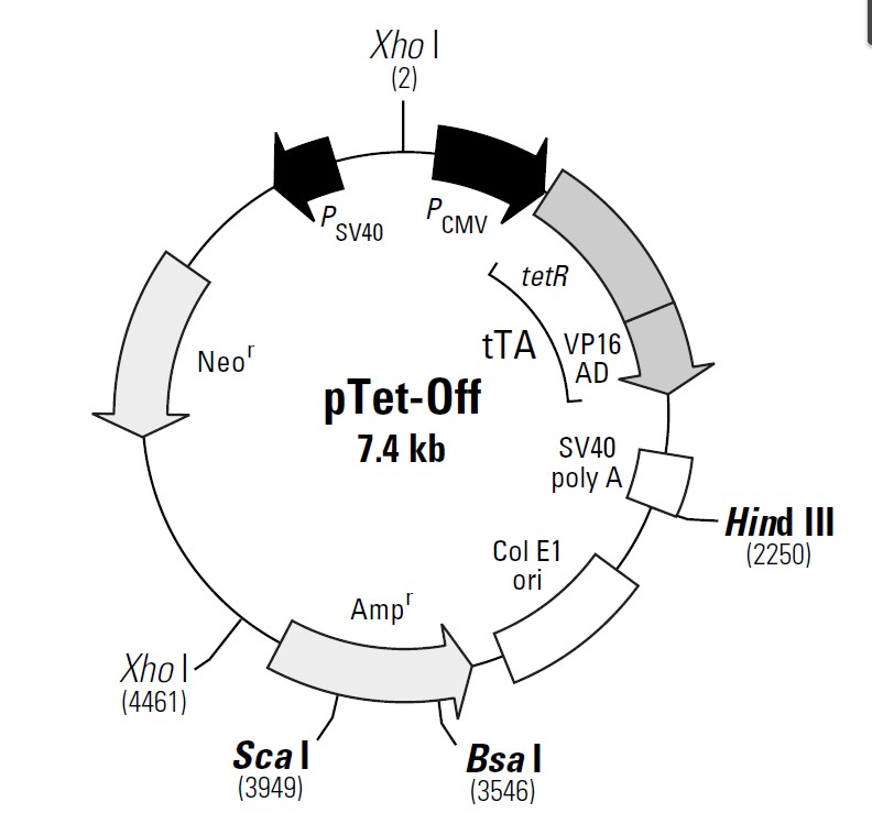 pTet-Off载体图谱