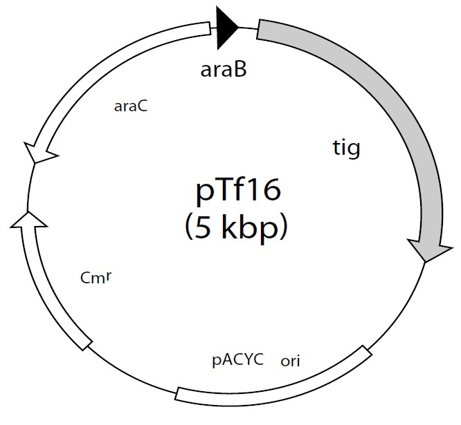 pTf16载体图谱