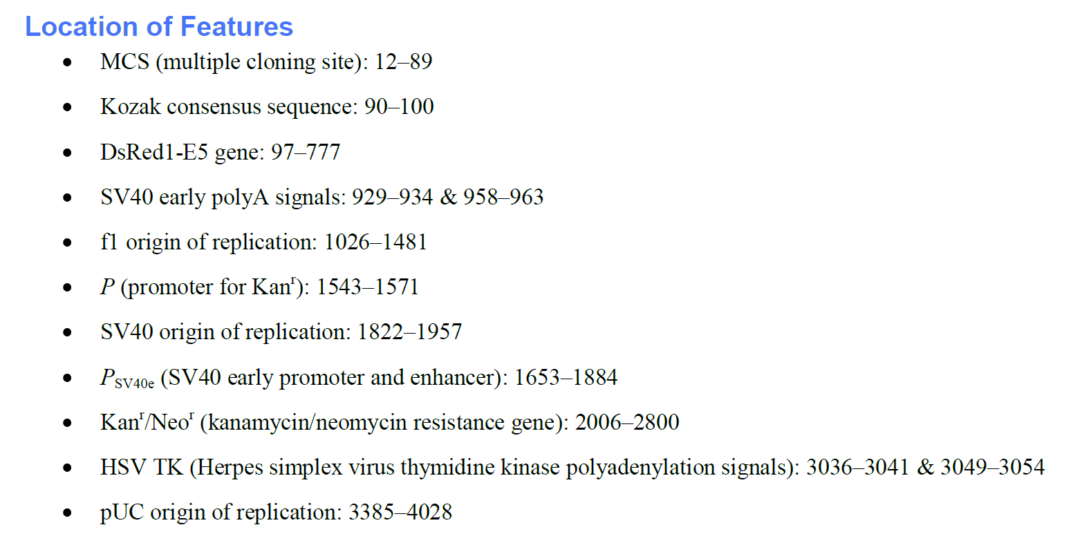 pTimer-1 载体特征