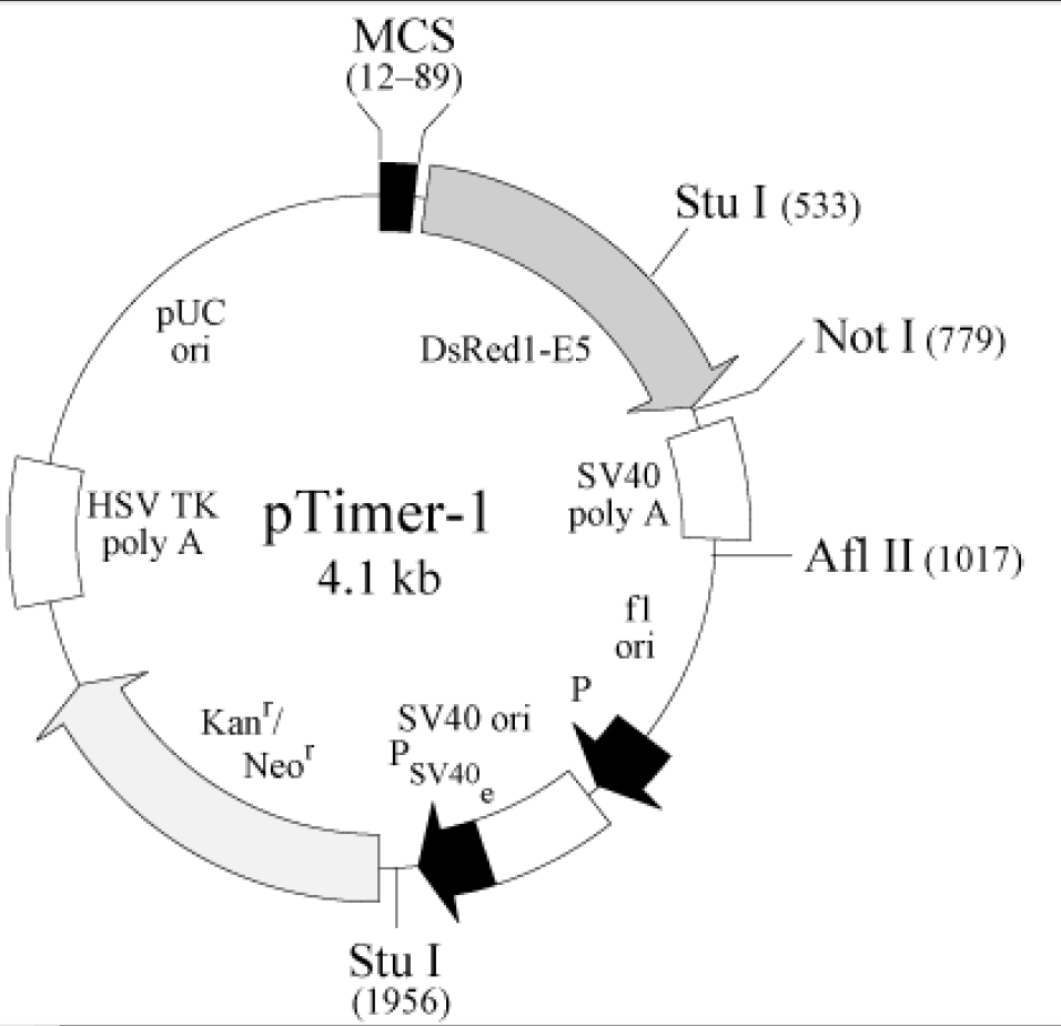 pTimer-1载体图谱