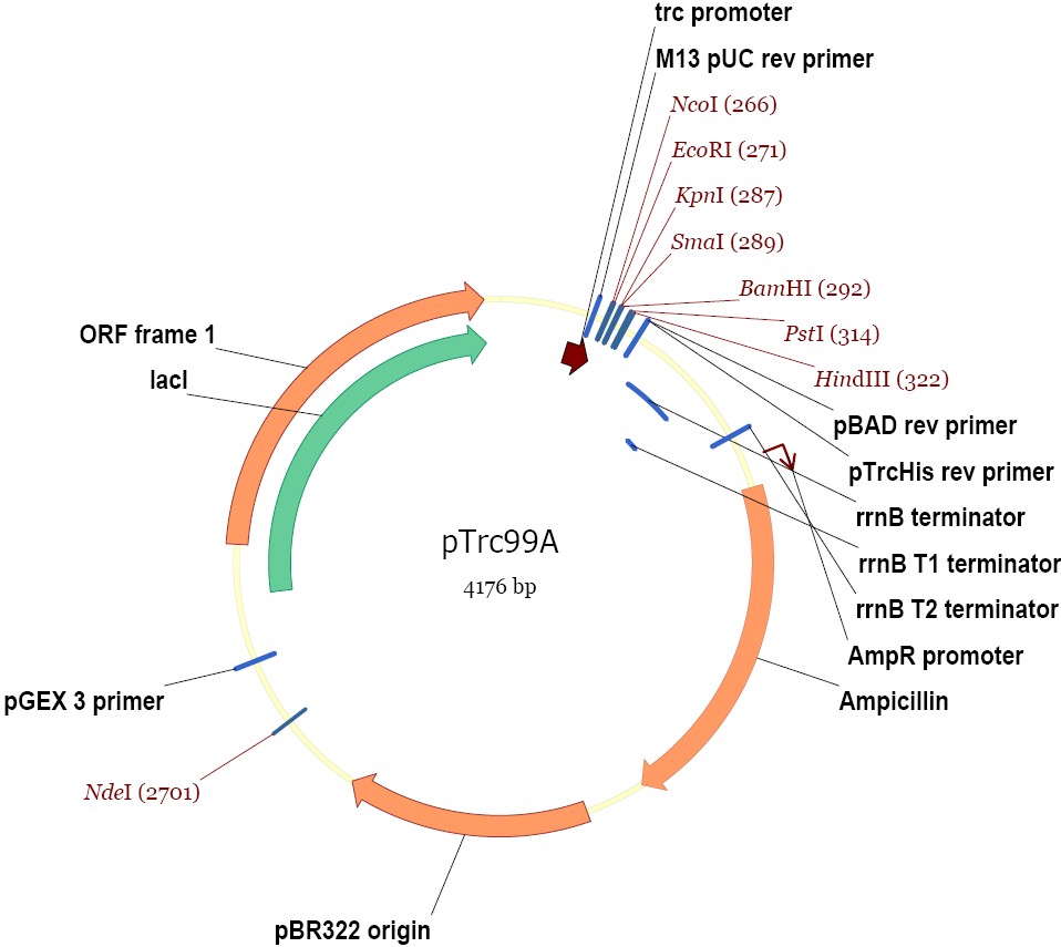pTrc99a载体图谱
