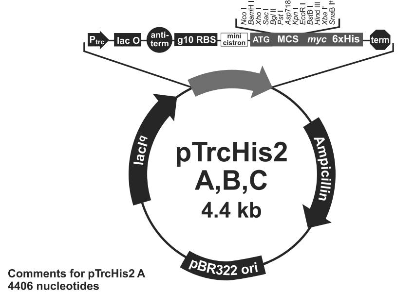 pTrcHis2Aͼ