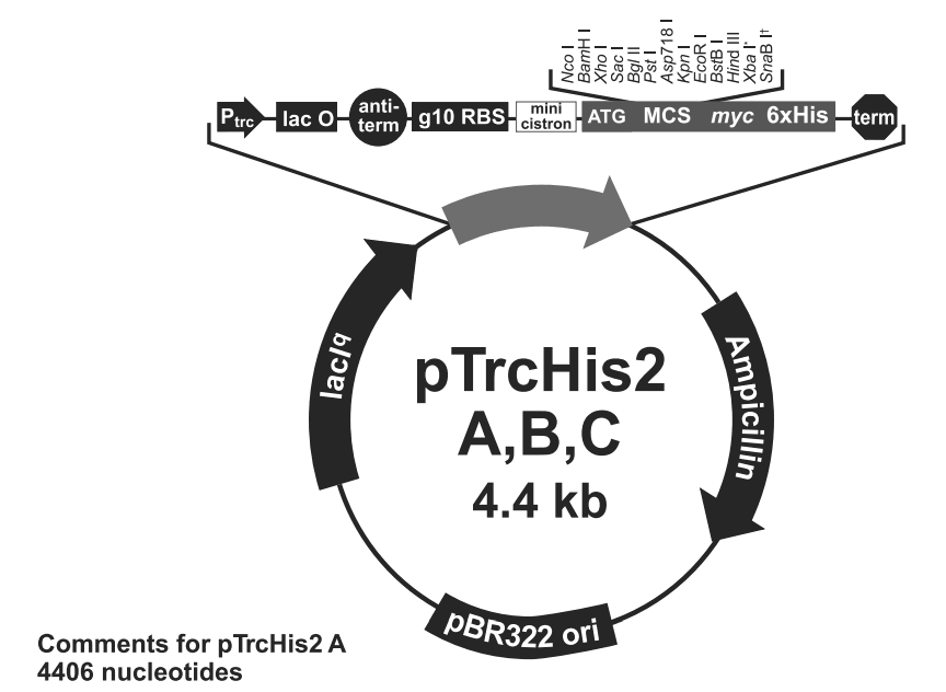 pTrcHis2B载体图谱