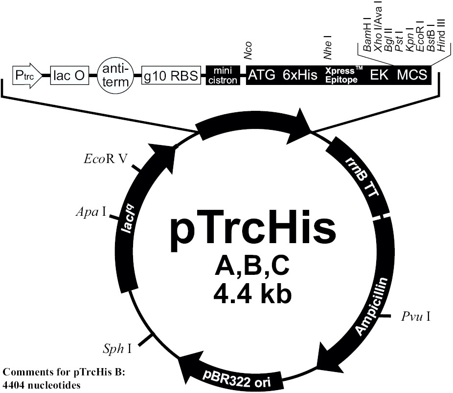 pTrcHisB载体图谱