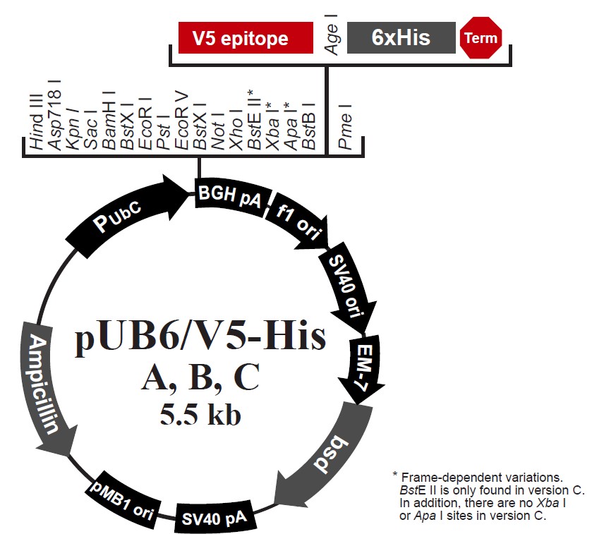 pUB6/V5 His A載體圖譜