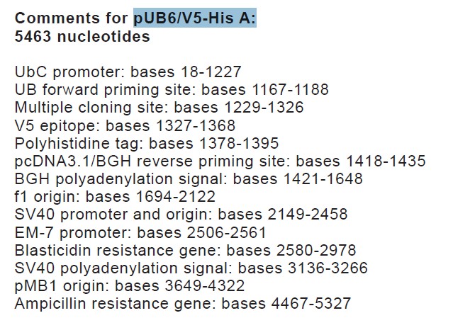 pUB6/V5 His A載體特征