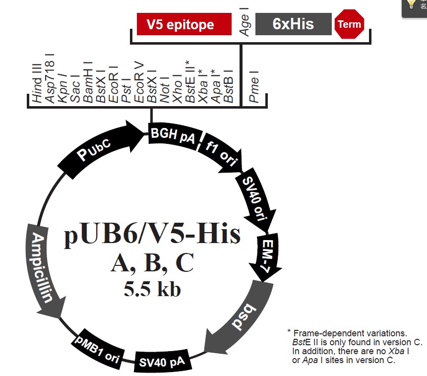 pUB6/V5 His B载体图谱