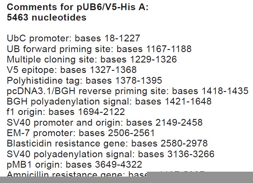 pUB6/V5 His C載體特征