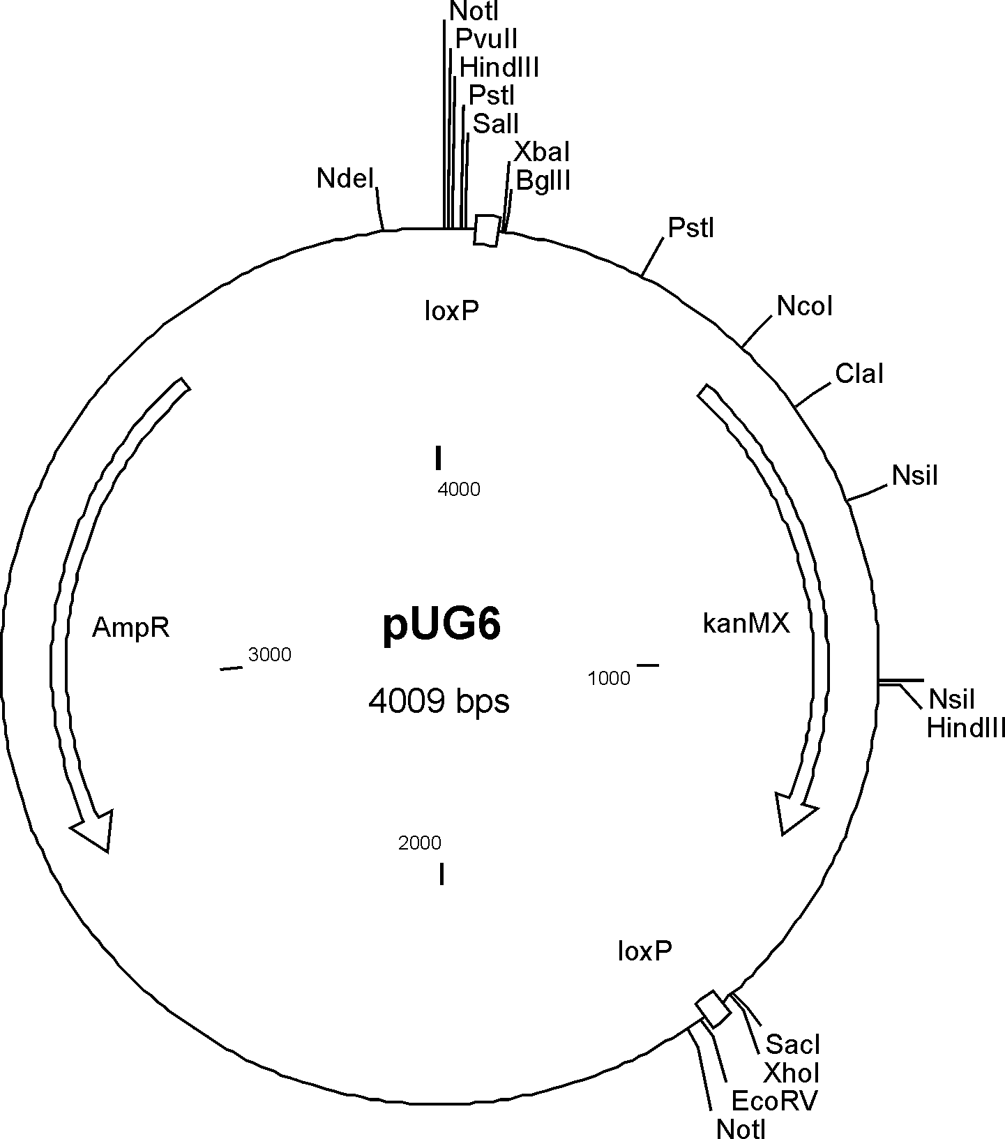 pUG6载体图谱