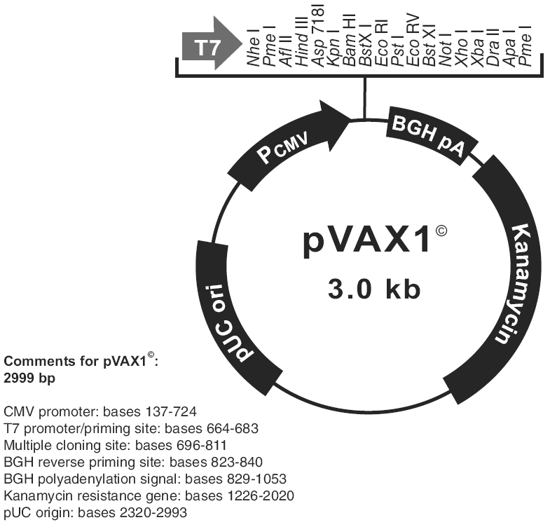 pVAX1载体图谱