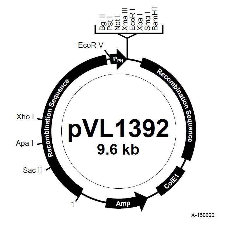 pVL1392 载体图谱