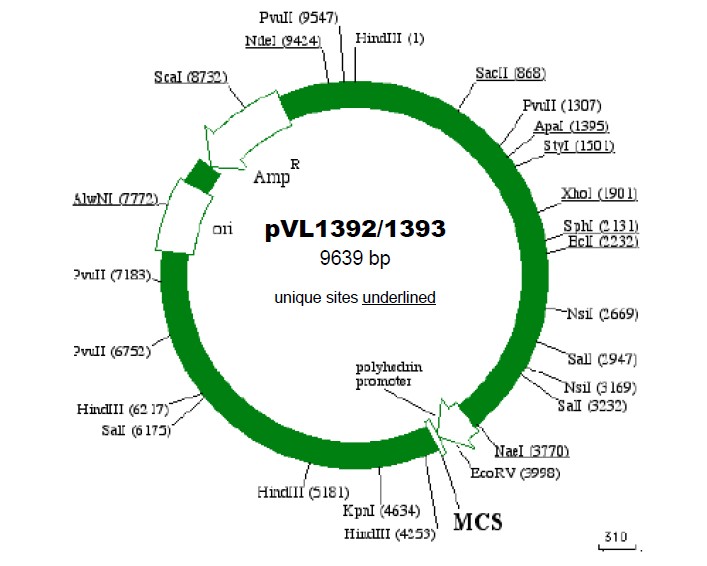 pVL1392载体图谱