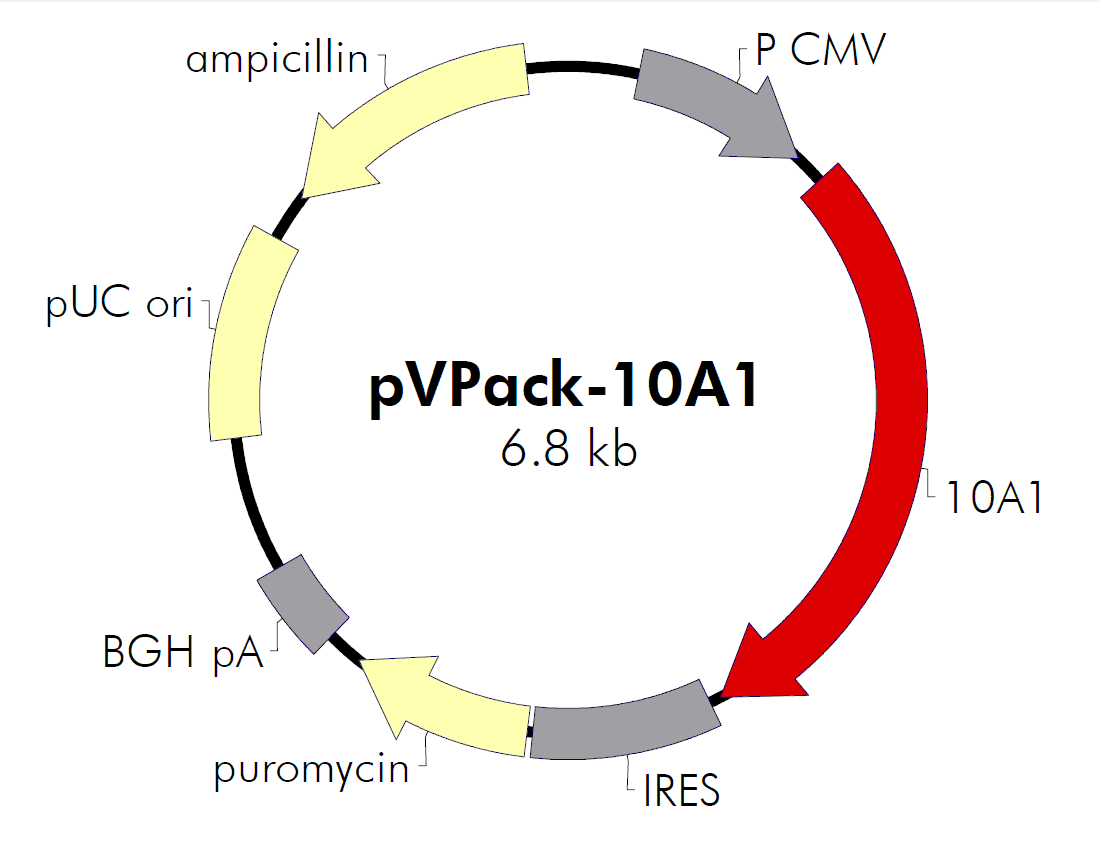 pVPack-10A1载体图谱