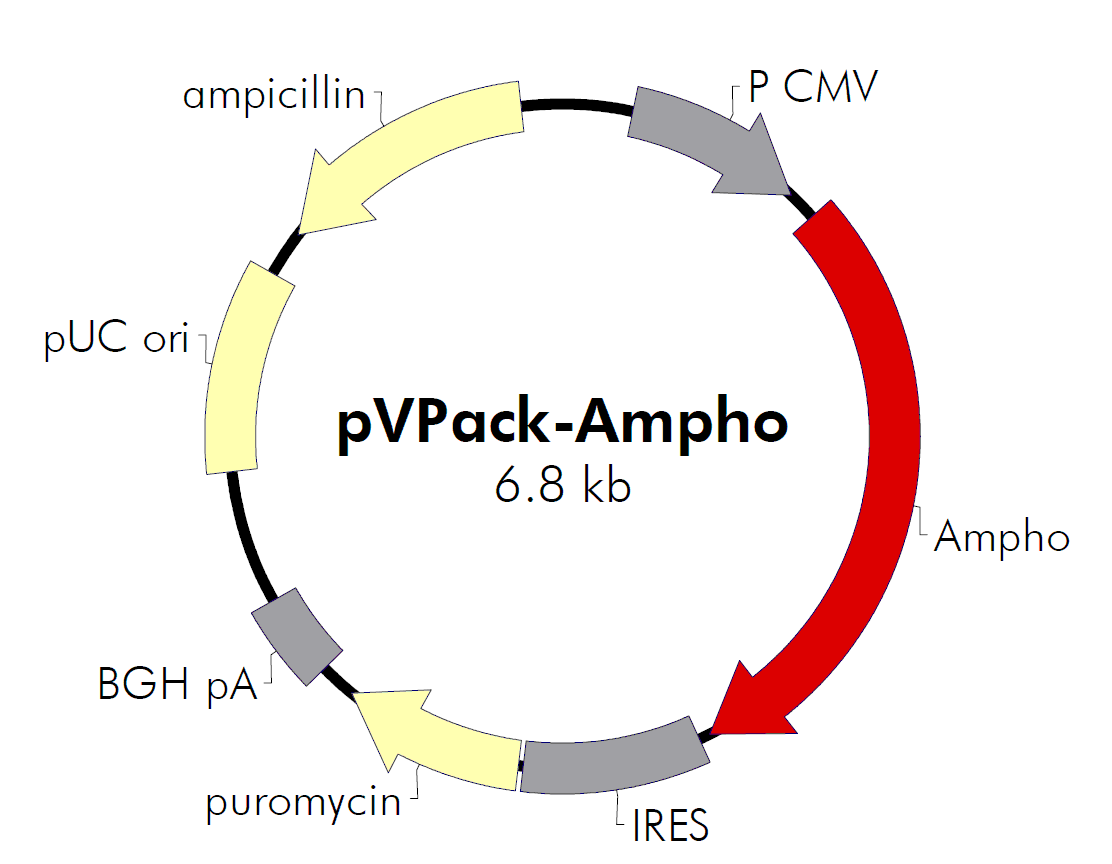 pVPack-Ampho載體圖譜