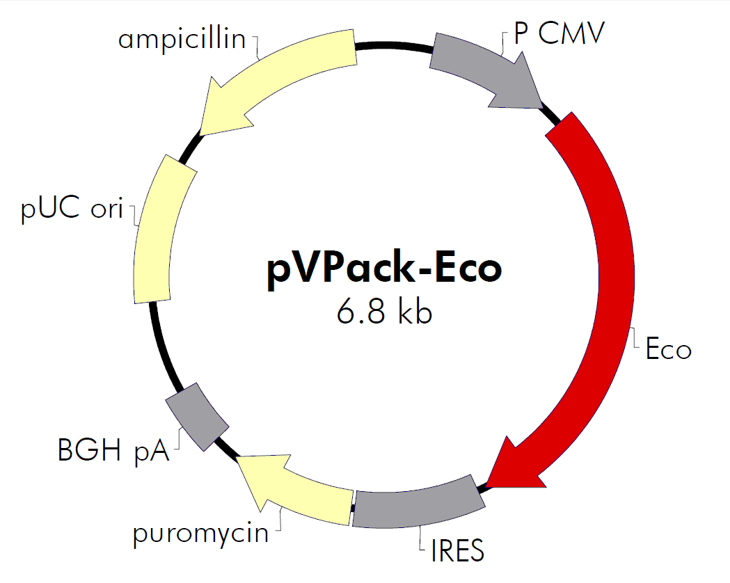 pVPack-Eco載體圖譜
