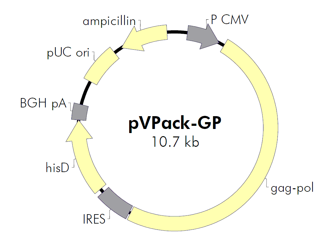 pVPack-GP载体图谱