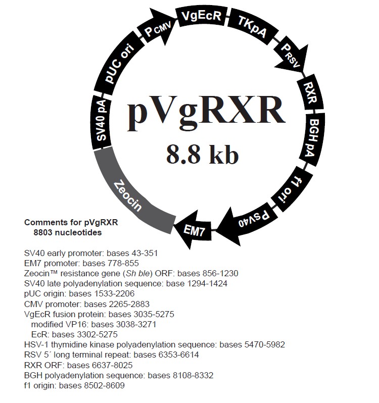 pVgRxR载体图谱