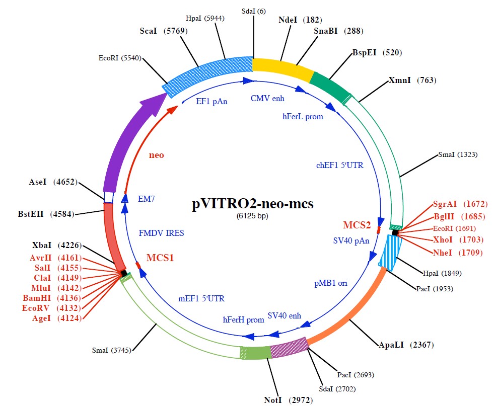 pVitro2-neo-mcs载体图谱