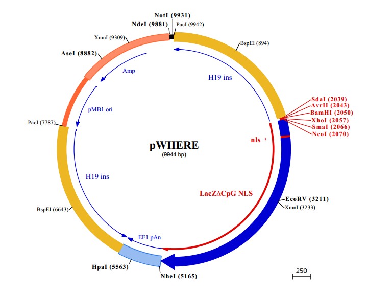pWHERE载体图谱