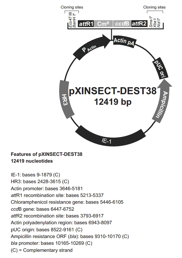 pXINSECT-DEST38 载体图谱