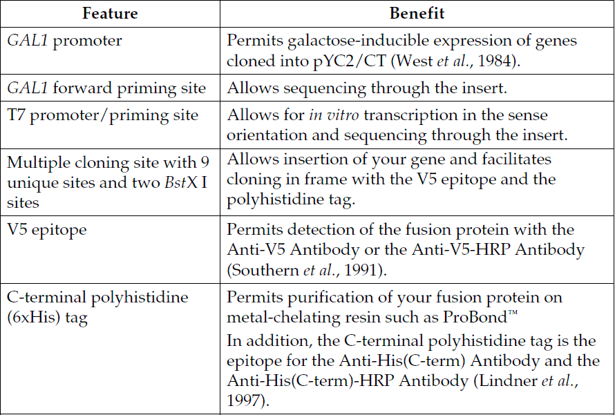 pYC2-CT 载体特征1