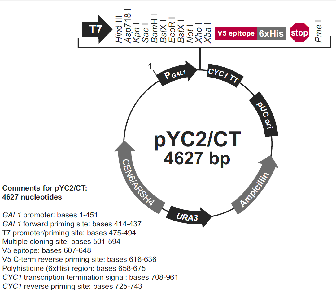 pYC2-CT载体图谱